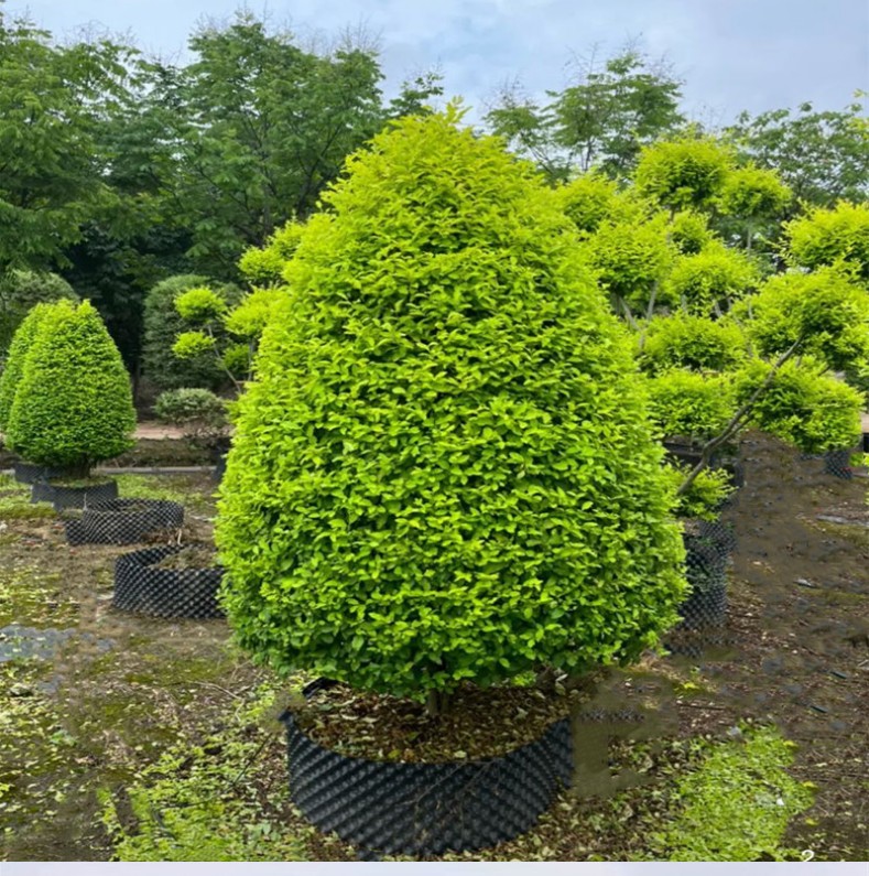 亮晶女贞球造型树棒棒糖花镜植物