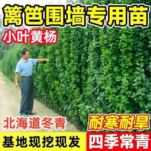 小叶黄杨树苗盆景独杆瓜子黄杨球庭院四季常青大叶篱笆工程绿化苗