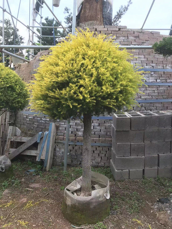 黄金树 别墅庭院必备景观树 耐寒植物 非常漂亮值得拥有 欢迎咨询