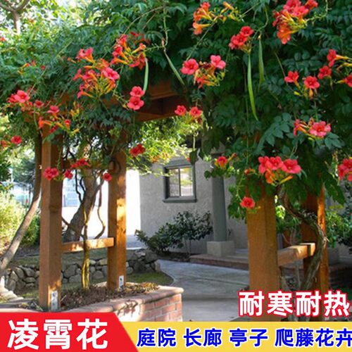 耐寒凌霄花苗爬藤植物四季开花卉大苗绿植盆栽庭院阳台炮仗花紫藤
