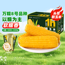 灶小美新玉米新鲜黄糯玉米棒真空包装 袋非即食内蒙甜糯黏苞米玉米