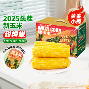 灶小美内蒙糯玉米新鲜真空装 软糯拉丝玉米棒早餐粗粮苞米官方旗舰