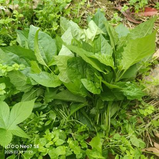 广西野生新鲜现摘龙葵草白花菜嫩芽叶假辣椒叶500g春天野菜臭花菜