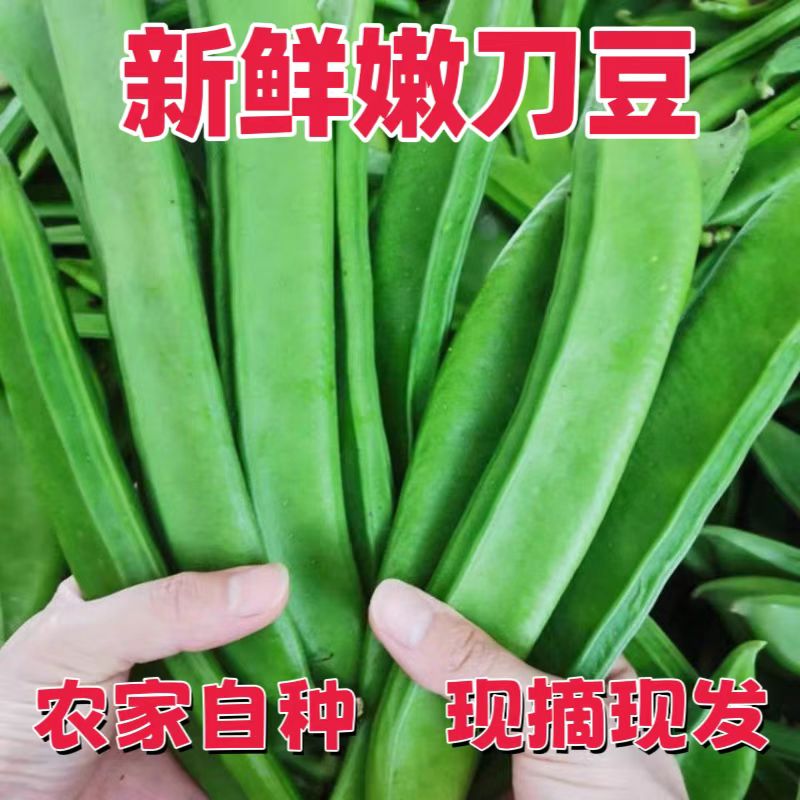 刀豆新鲜现摘鲜嫩 新鲜蔬菜农家新鲜豆类