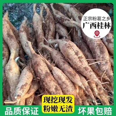 葛根新鲜现挖正宗无渣和平粉葛广西粉葛野生包邮葛薯广东煲汤包邮