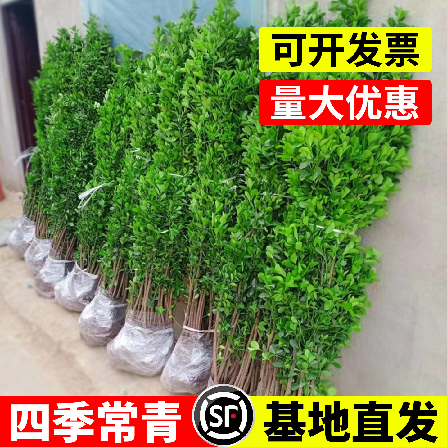 冬青树苗法国直立绿篱笆庭院围墙