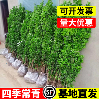 冬青树苗法国直立绿篱笆庭院围墙