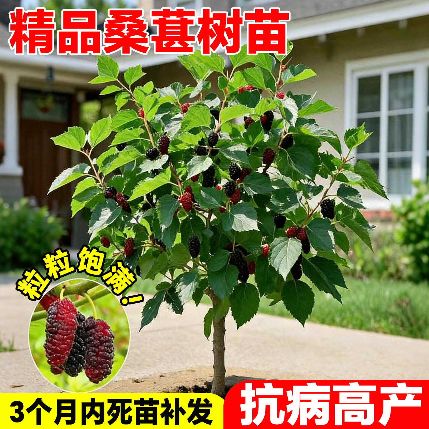 桑椹果树苗中国黑桑葚树苗庭院盆栽地栽南方北方种植隔年结果桑树