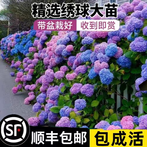 绣球木本植物室外庭院耐晒
