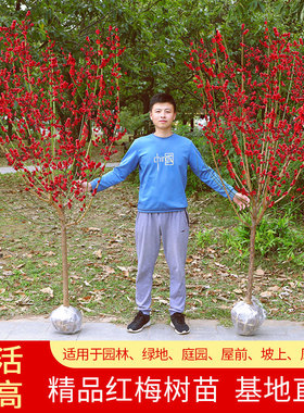 耐寒红梅花树苗地栽庭院浓香型四季花卉植物骨里红梅腊梅绿梅室外