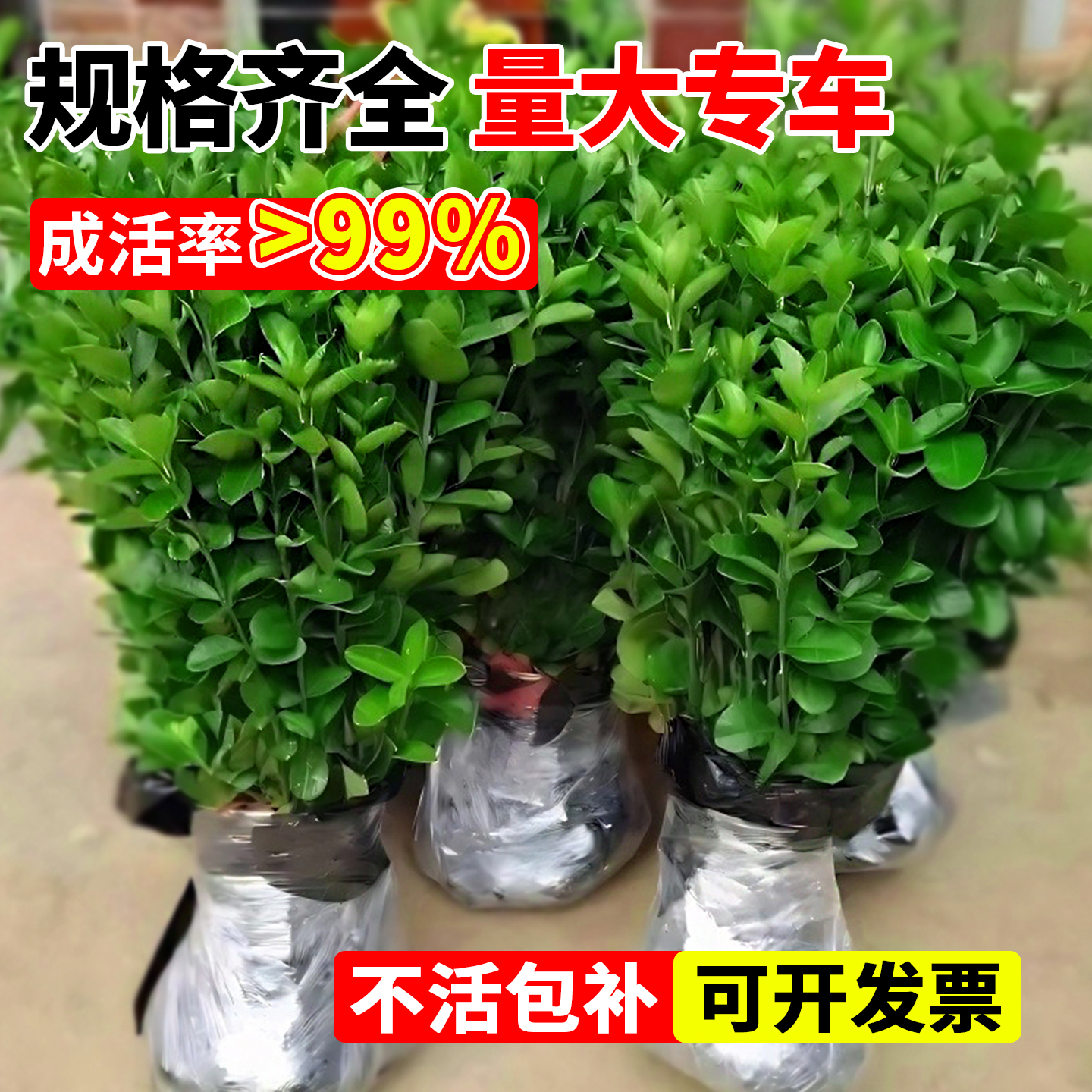 小叶黄杨树苗大叶冬青庭院四季
