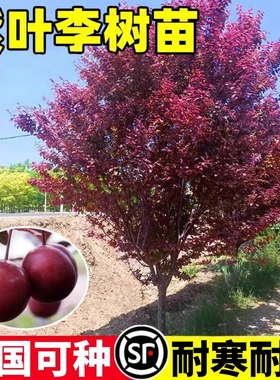 紫叶李树苗红叶李子果树苗绿化苗木特大风景树庭院地栽南北方种植