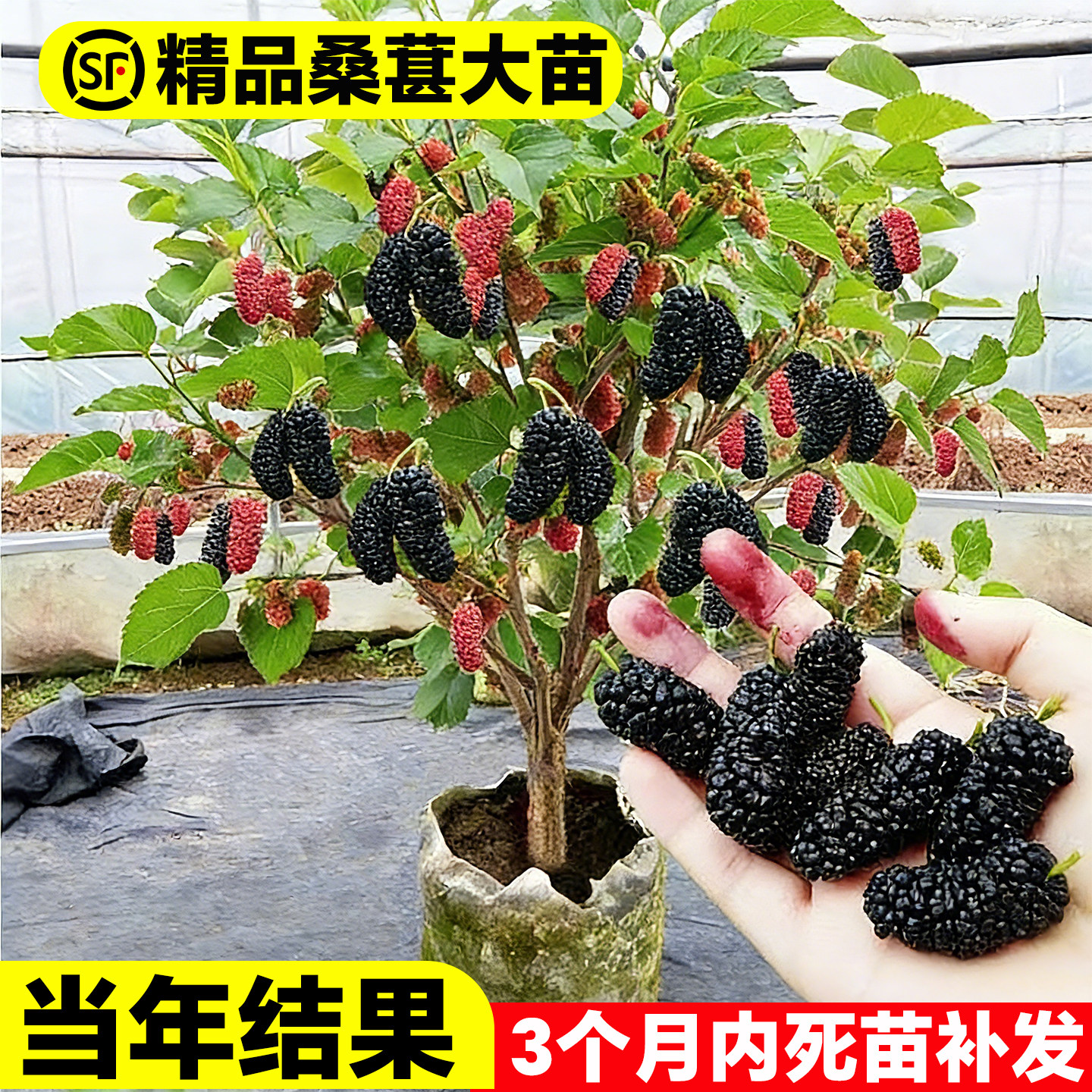 桑椹果树苗中国黑桑葚树苗庭院盆栽地栽南方北方种植隔年结果桑树