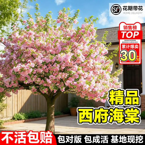 耐寒西府海棠树苗庭院地栽盆栽