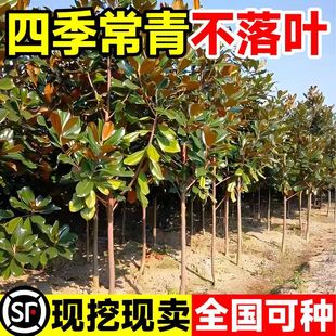 广玉兰树苗地栽庭院四季常青风景大树荷花白玉兰园林绿化工程苗木