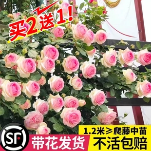 蔷薇月季 开花庭院阳台藤蔓植物龙沙宝石爬藤植物爬墙玫瑰 花苗四季