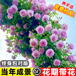 藤本月季特大花苗浓香庭院蔷薇花苗爬藤植物花卉盆栽玫瑰多季开花