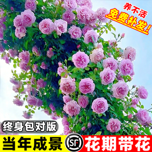 藤本月季特大花苗浓香庭院蔷薇花苗爬藤植物花卉盆栽玫瑰多季开花