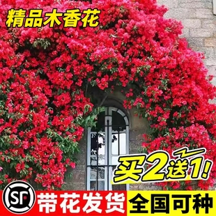 红木香花苗爬藤植物黄木香红木香重瓣蔷薇庭院藤蔓植物大苗多季 节