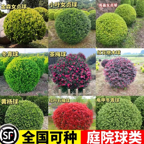 小叶黄杨球大叶冬青球石楠球茶梅球金森女贞球庭院户外球形绿化苗