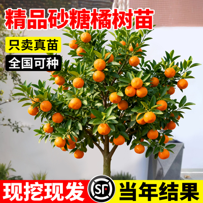 沙糖桔子树苗正宗广西砂糖橘