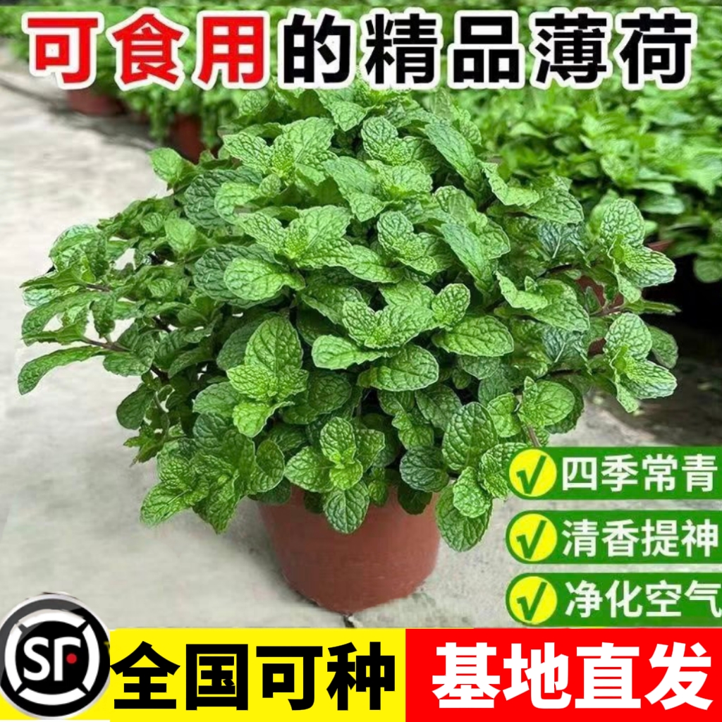 薄荷盆栽可食用迷迭香室内水培香草植物阳台客厅窗台驱蚊花卉绿植