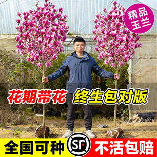 玉兰花树苗带花苞红白紫玉兰树室外矮化庭院四季花卉盆栽绿化大树