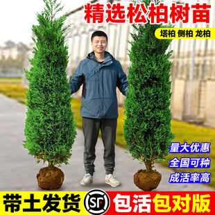 松柏树苗四季常青柏树塔柏侧柏墓前树苗道路绿化耐寒易活圆柏松树