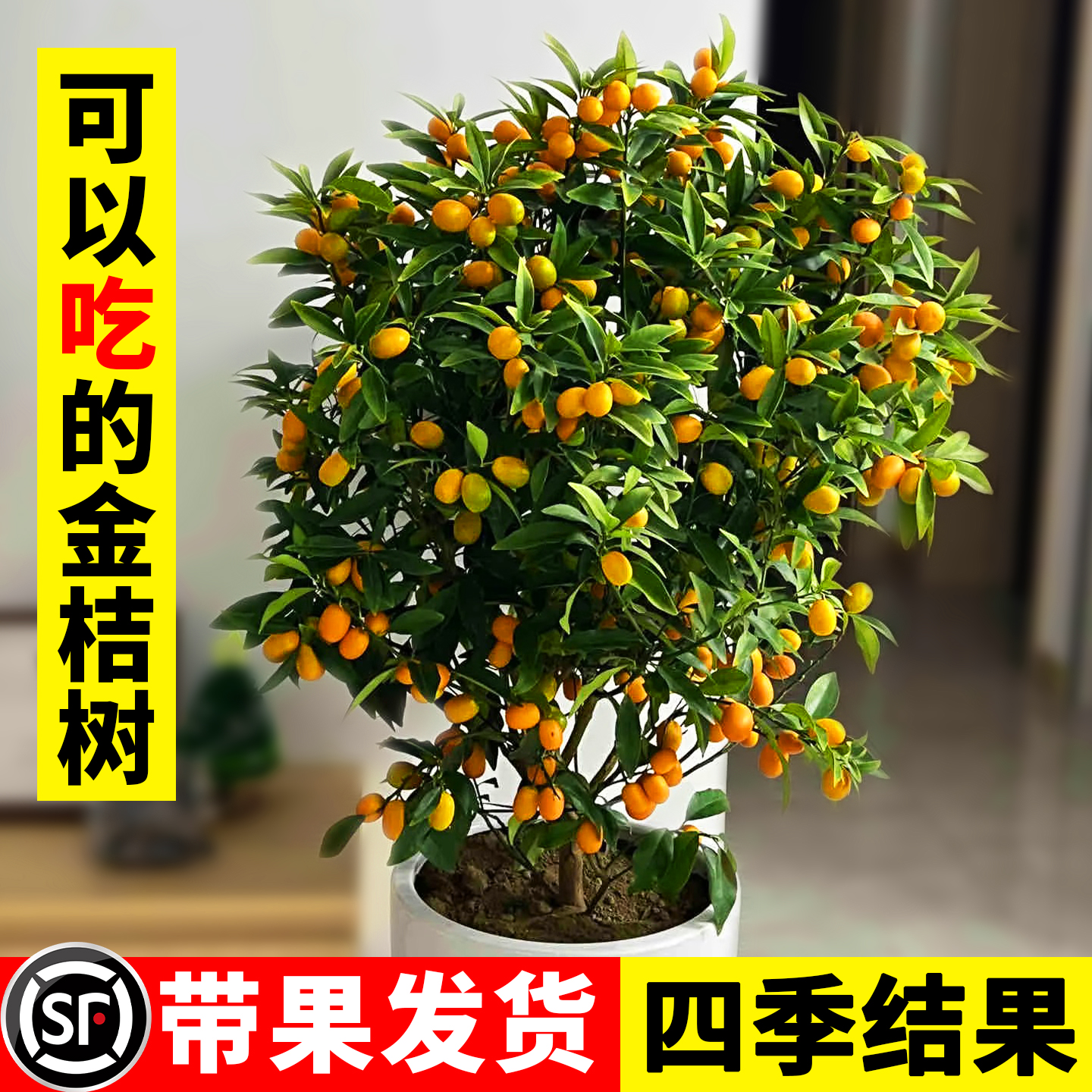 正宗四季金桔树树苗带果发