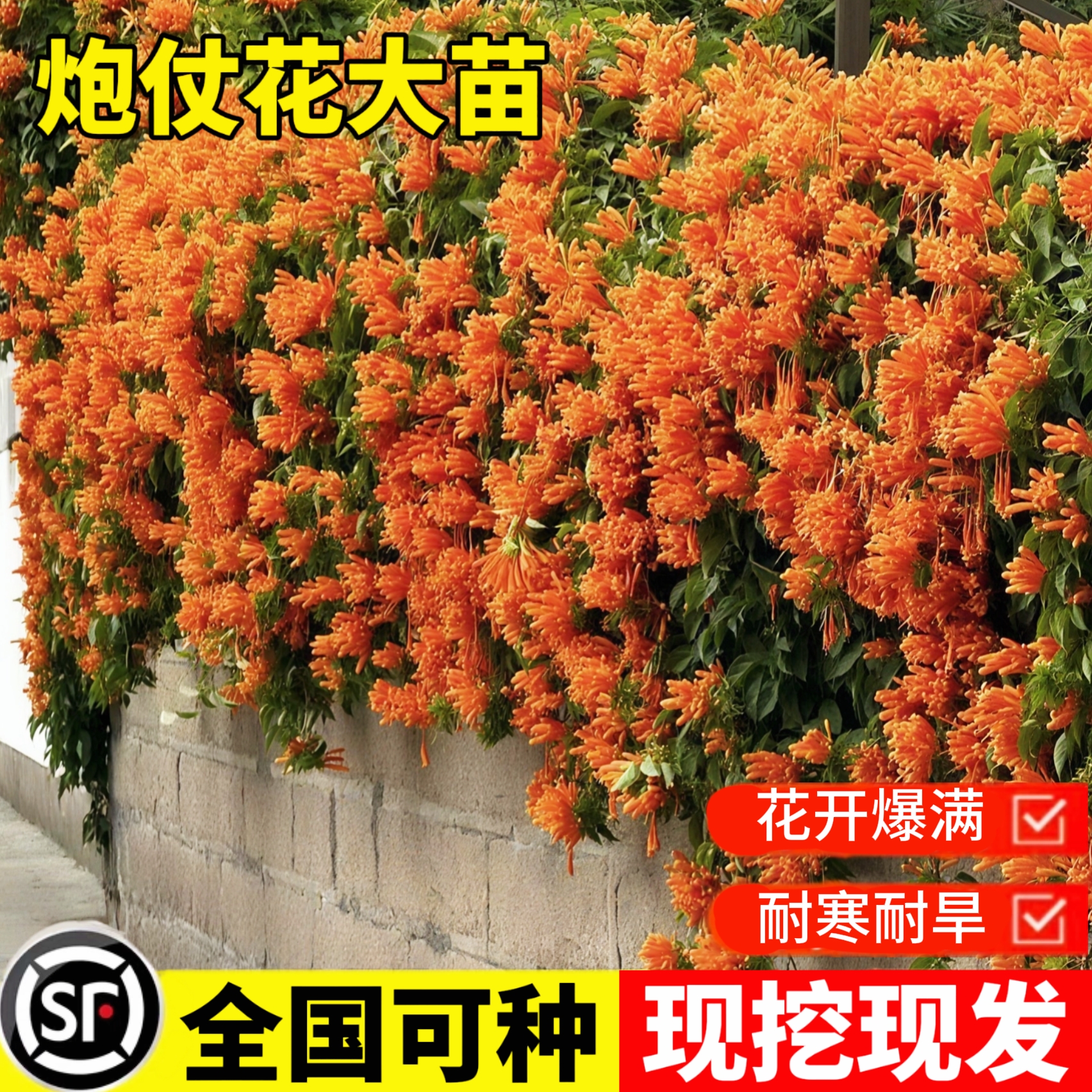 炮仗花爬藤植物中华凌霄花阳台庭院耐寒盆栽老桩大苗四季攀援花卉