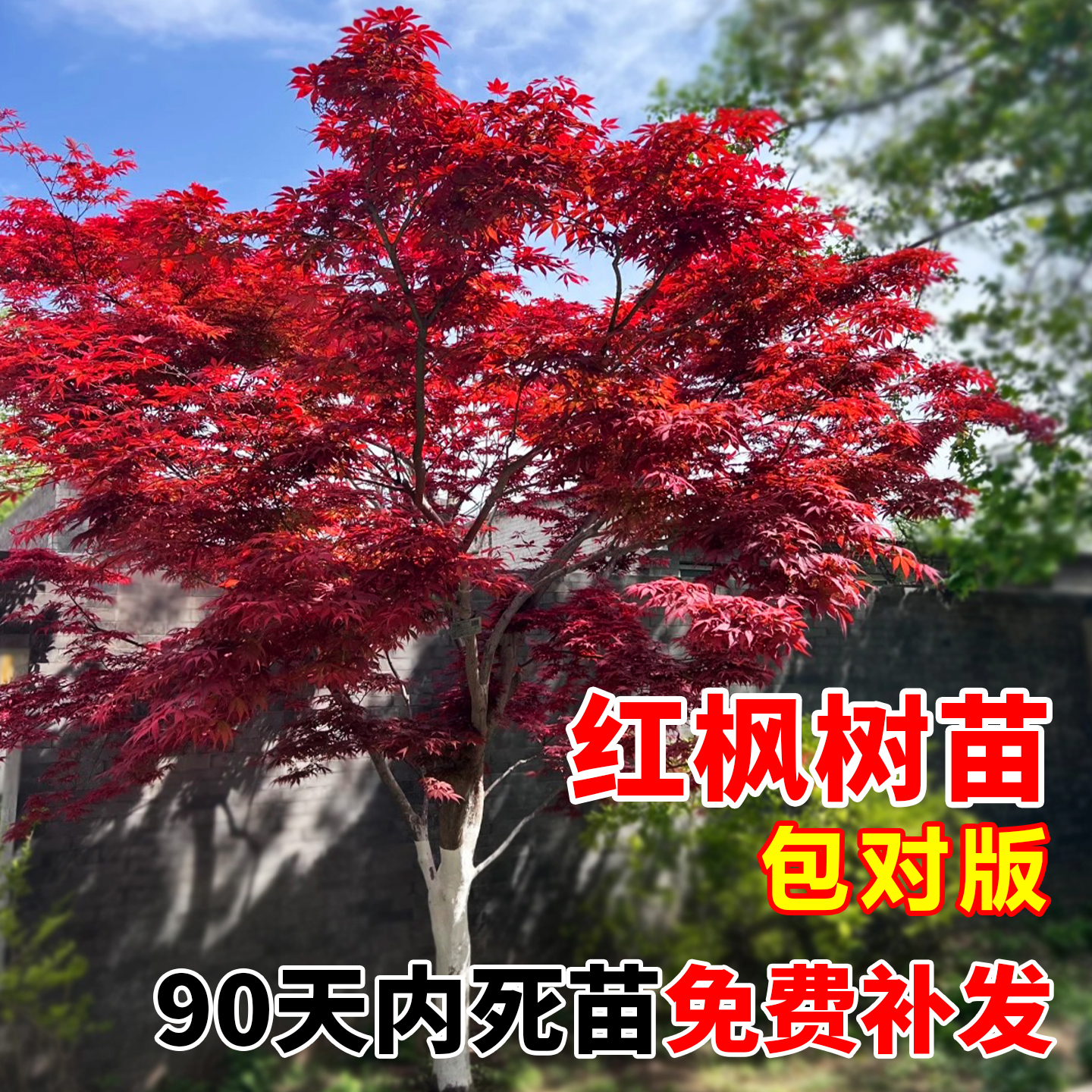 日本红枫红舞姬庭院绿化树苗