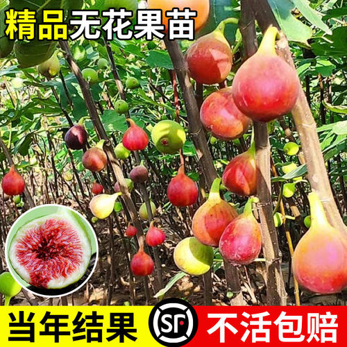 精品无花果苗一口爆汁四季结果