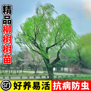 垂柳柳树苗垂杨柳树苗垂柳苗垂柳树苗柳树小苗绿化行道风景树苗