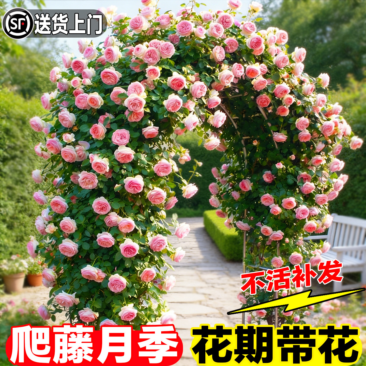蔷薇花苗藤本月季特大花龙沙宝石庭院爬藤植物四季花卉盆栽玫瑰花,鲜花速递/花卉仿真/绿植园艺,月季/蔷薇/玫瑰,淘宝优惠券,粉丝福利购,淘宝优惠卷