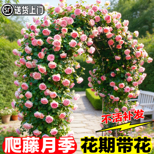 蔷薇花苗藤本月季特大花龙沙宝石庭院爬藤植物四季花卉盆栽玫瑰花