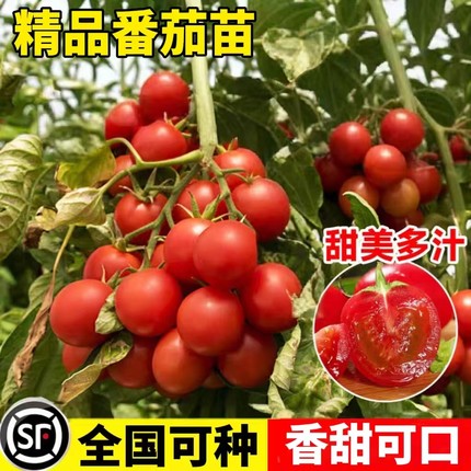 番茄苗秧苗阳台小盆栽矮生千禧圣女果西红柿南方北方种植四季好养