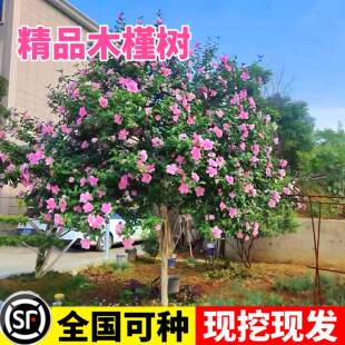 木槿花树苗可食用庭院阳台盆栽耐寒多季开花棒棒糖木槿花大苗好养