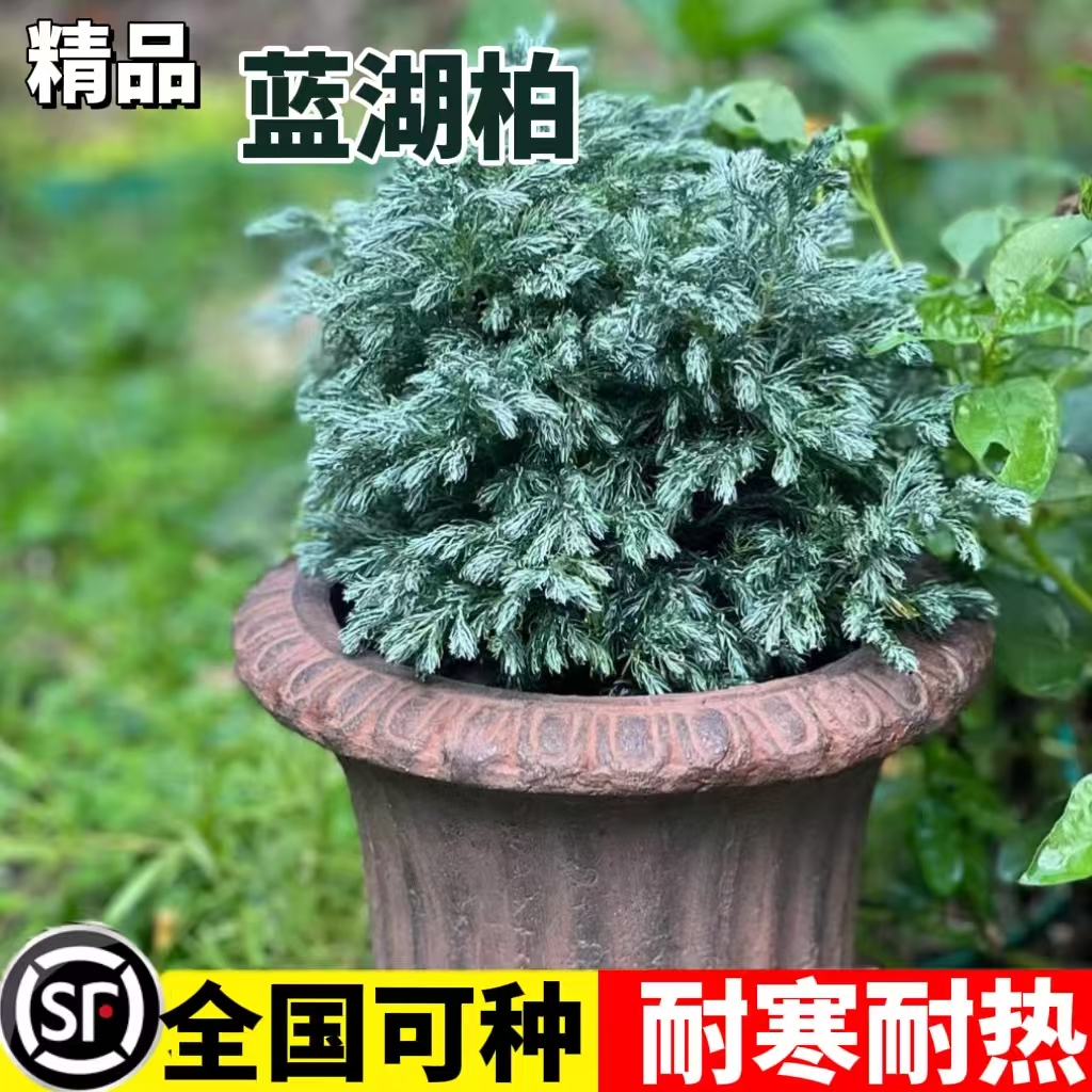蓝湖柏蓝色波尔瓦盆栽花苗小灌木室内外四季常青皮球柏大苗好养活