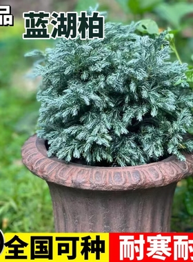 蓝湖柏蓝色波尔瓦盆栽花苗小灌木室内外四季常青皮球柏大苗好养活
