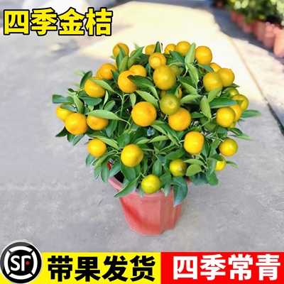 四季金桔树盆栽带果绿植