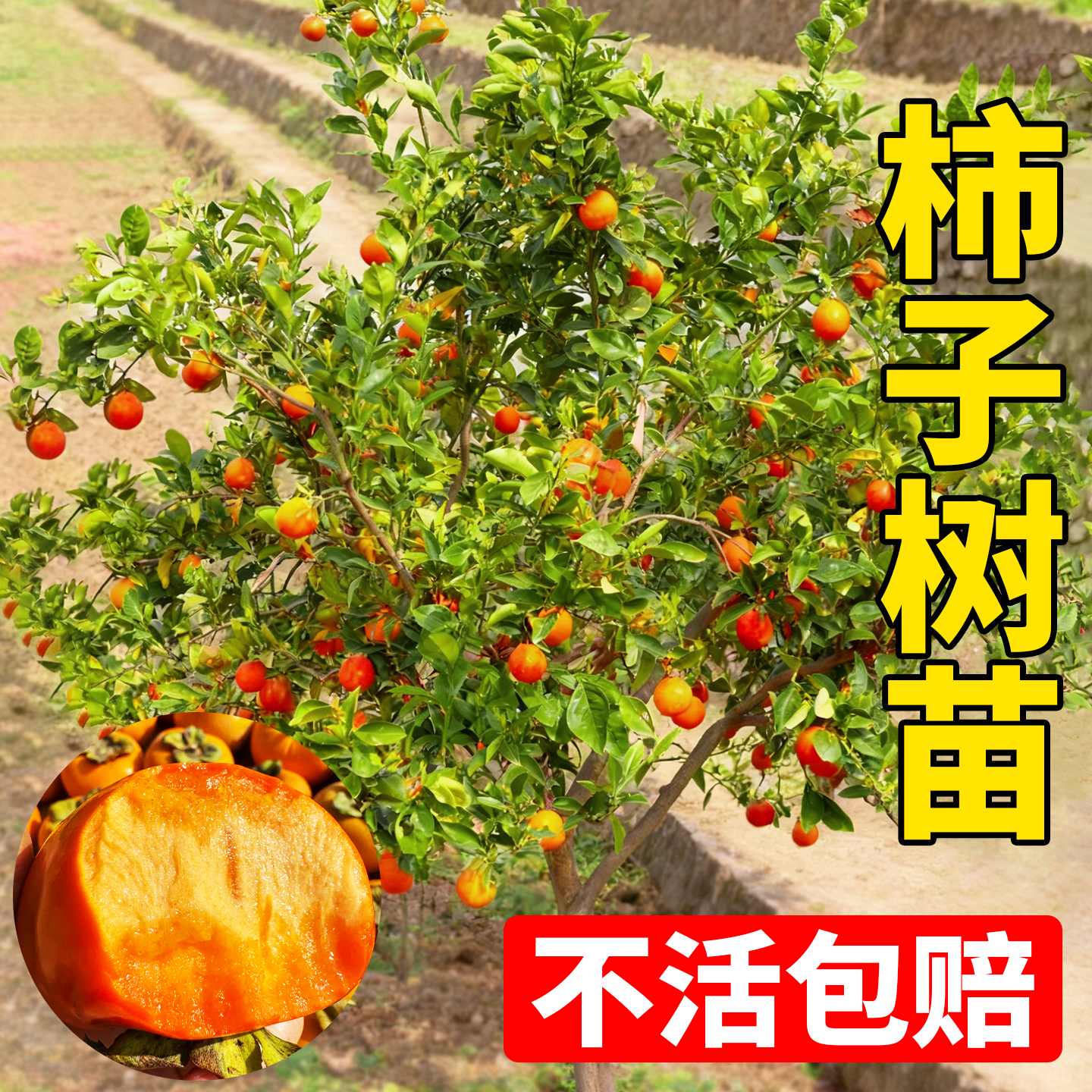 特大脆甜柿子苗树无核南北方种植