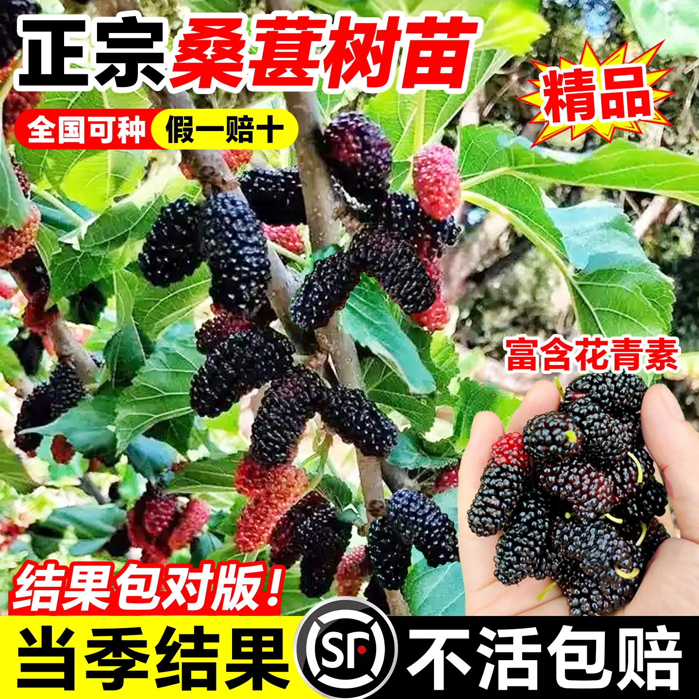 桑葚树苗大果盆栽白长果桑椹叶树南北方四季树莓苗水果树果苗大全