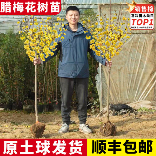 腊梅花树苗木本花卉浓香
