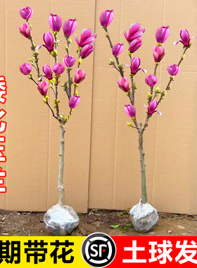 矮化玉兰花树苗带花苞紫玉兰盆栽南北方种植庭院四季花卉耐寒植物