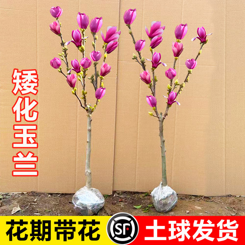 矮化玉兰花树苗带花苞紫玉兰盆栽南北方种植庭院四季花卉耐寒植物