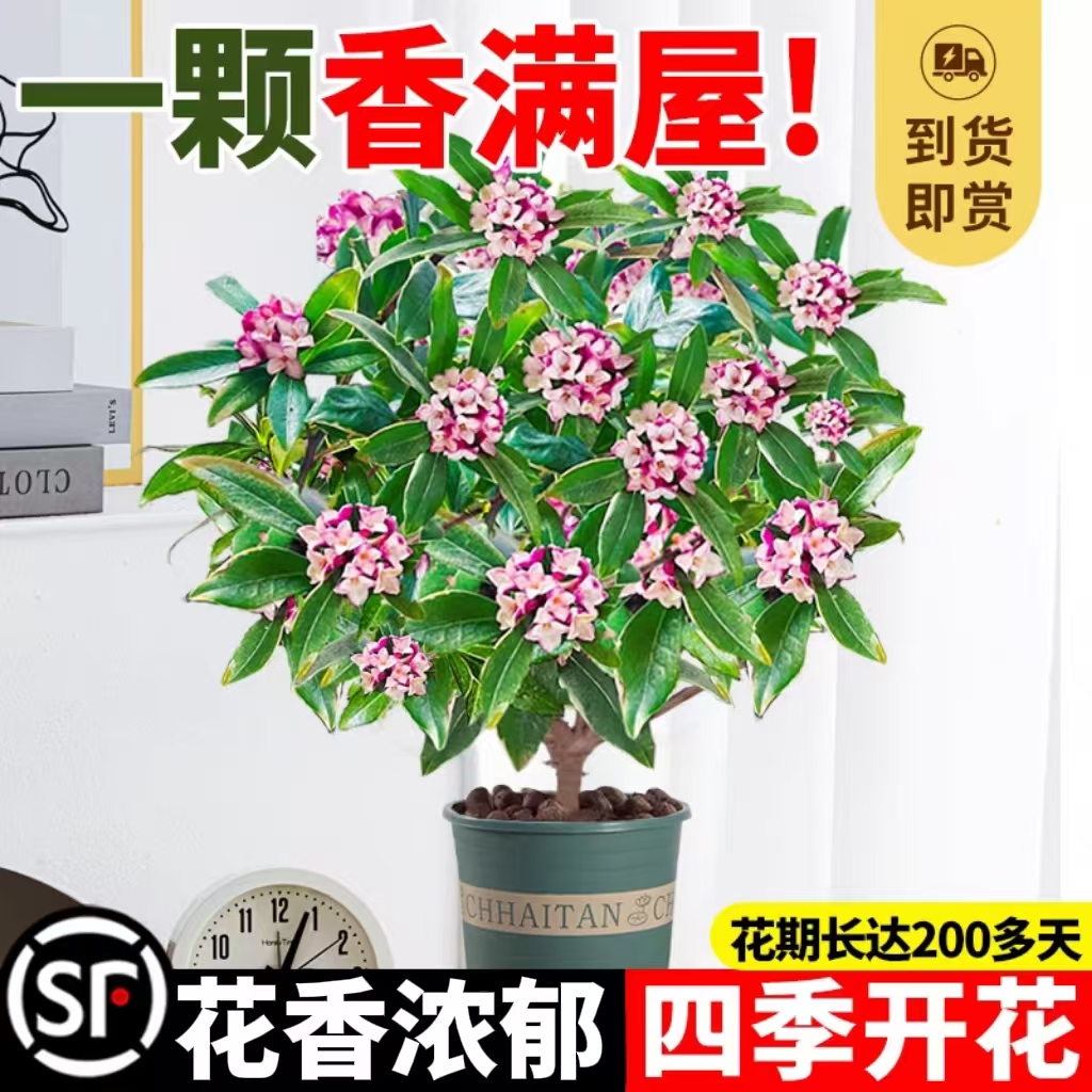 金边瑞香盆栽浓香型大苗带花苞耐寒阳台花卉植物室内年宵花好养