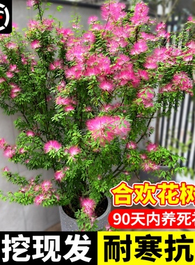 合欢花树苗绒花树南北方种植耐寒旱庭院风景观大树木工程绿化植物