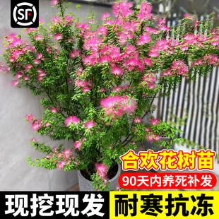 合欢花树苗绒花树南北方种植耐寒旱庭院风景观大树木工程绿化植物