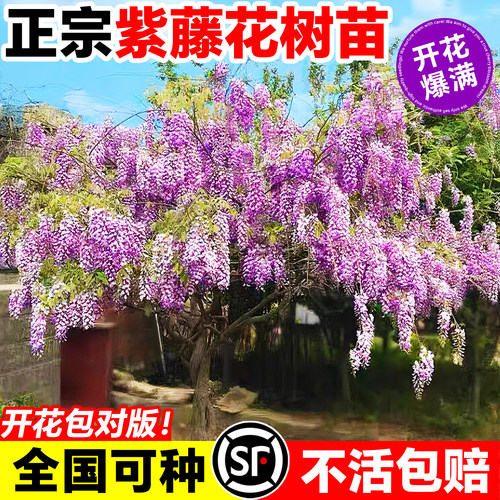 紫藤花树苗爬藤萝耐寒耐冻开花