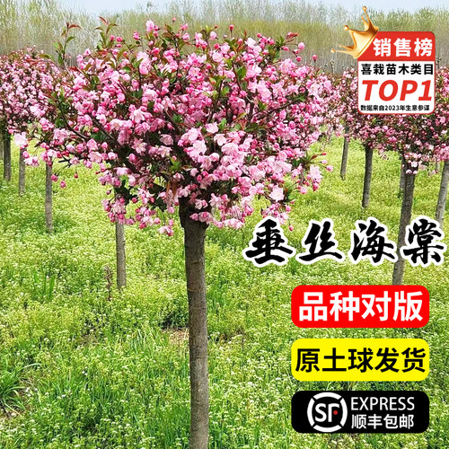 海棠木本花卉室外庭院耐寒